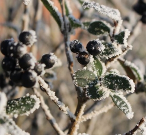 Cuidado de frutales en invierno