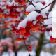 Cuidado de frutales en invierno